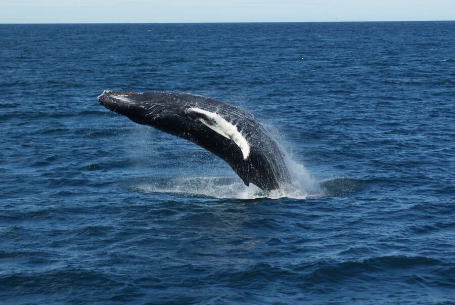 From Reykjavik: Whale Watching Tour - Who will enjoy this cruise most?