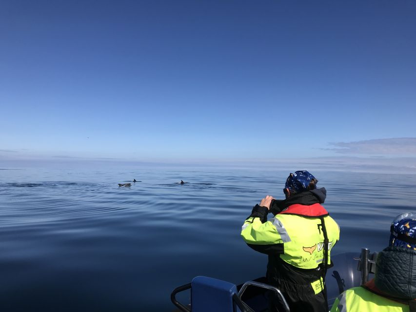 From Reykjavik: Whale Watching Tour by Speedboat - Who should book this speedboat tour?
