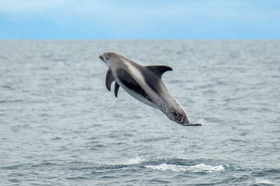 From Reykjavik: Whale Watching Tour by Speedboat - Searching Faxaflói Bay for whales