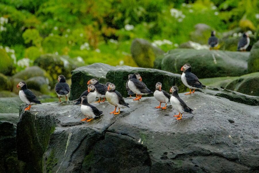 From Reykjavik: Whale Watching Tour by Speedboat - Puffin islands and seabird watching