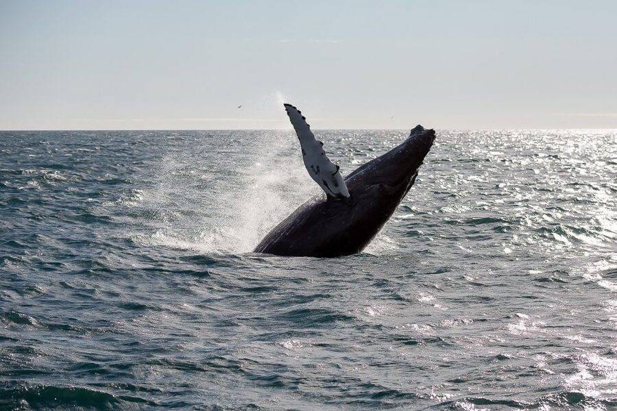 From Reykjavik: Whale Watching Tour - Kollafjörður, birds, and the first views