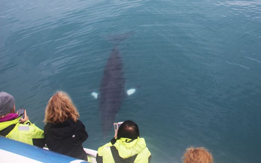 From Reykjavik: Whales and Northern Lights Boat Tour - Key points before you book