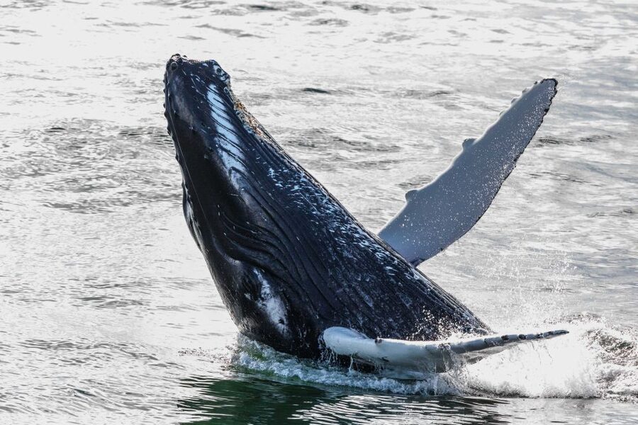 From Reykjavik: Whales and Northern Lights Boat Tour - Looking for minke whales, humpbacks, and porpoises