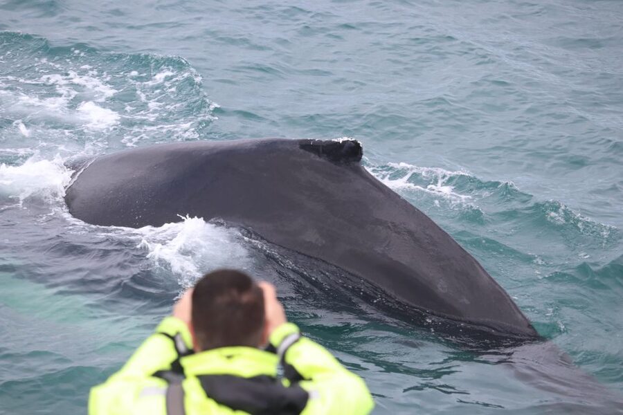 From Reykjavik: Whales and Northern Lights Boat Tour - How to dress and manage the weather