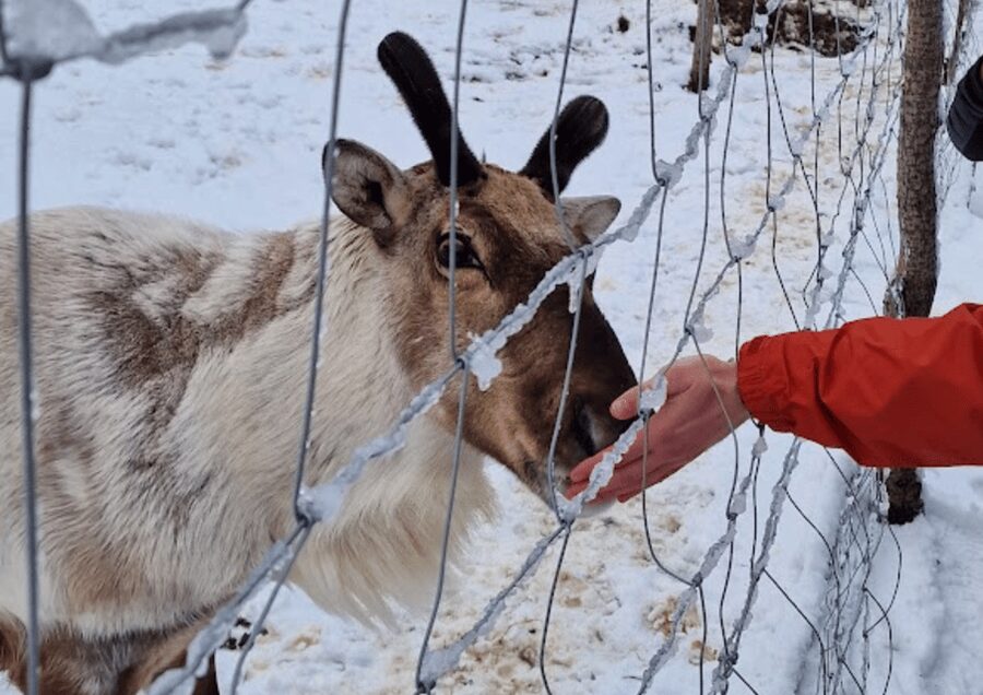 From Seyðisfjörður Port: Stuðlagil Canyon and Reindeer Park - Key points to know before booking