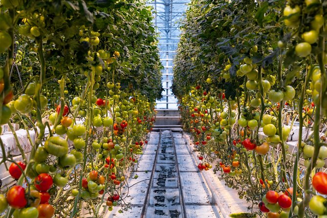 Golden Circle and Lunch at Fridheimar Tomato Farm - with photos - What the Small Group Changes