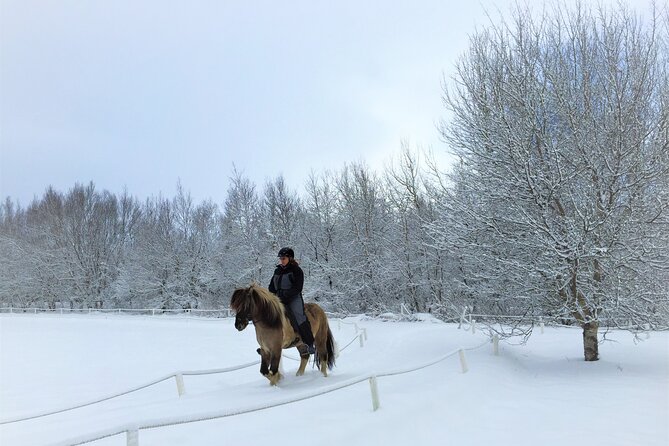 Golden Circle, Fridheimar Farm & Horses Small Group Tour from Reykjavik - The morning pickup and minibus ride