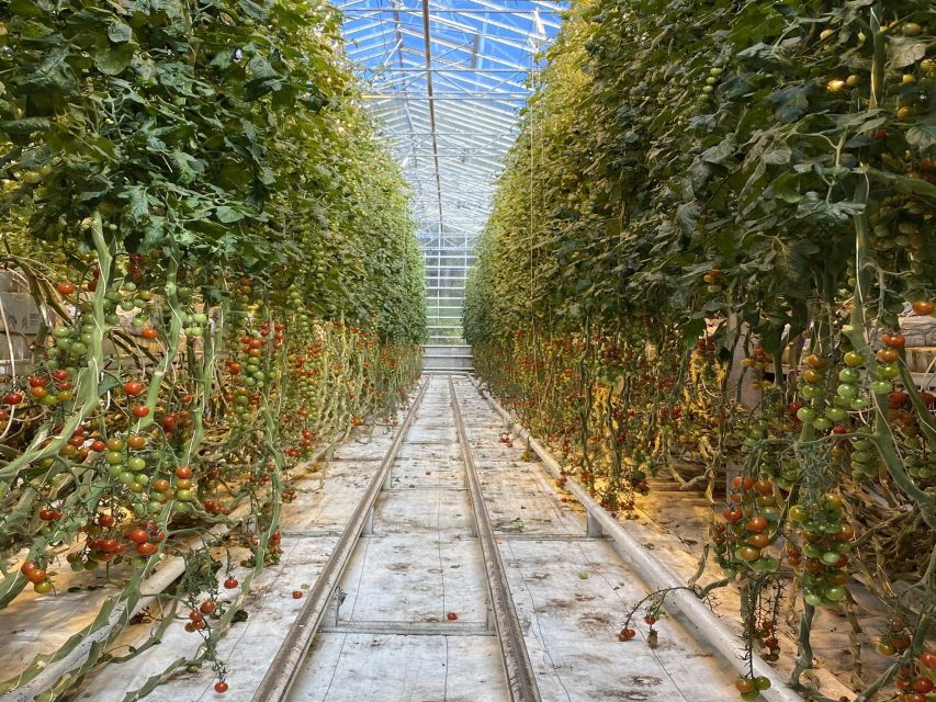 Golden circle, hot spring bakery, tomato farm private tour - Baking rye bread beside a hot spring