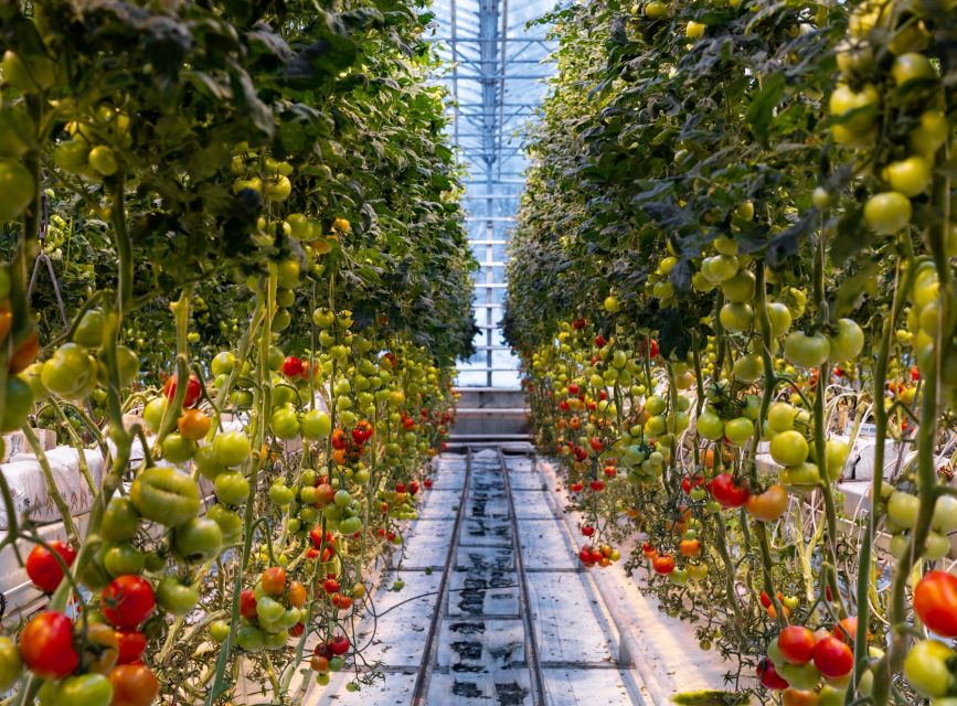Golden Circle & Lunch at Fridheimar Tomato Farm- with photos - Gullfoss and the force of glacial water