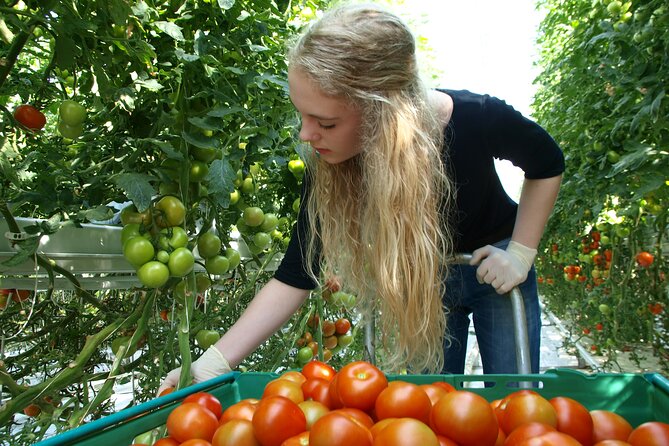 Golden Circle Tales, Tomato Farm & Kerid – Small Group from RVK - Geysir gives you a regular burst of action