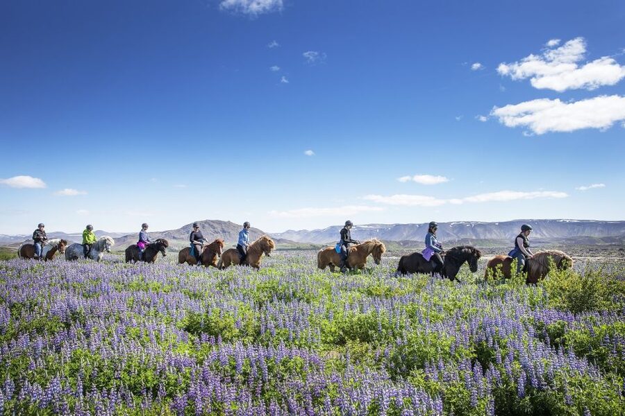 Hafnarfjörður: Horseback Riding Tour in Reykjavik Area - Key points to know before you book