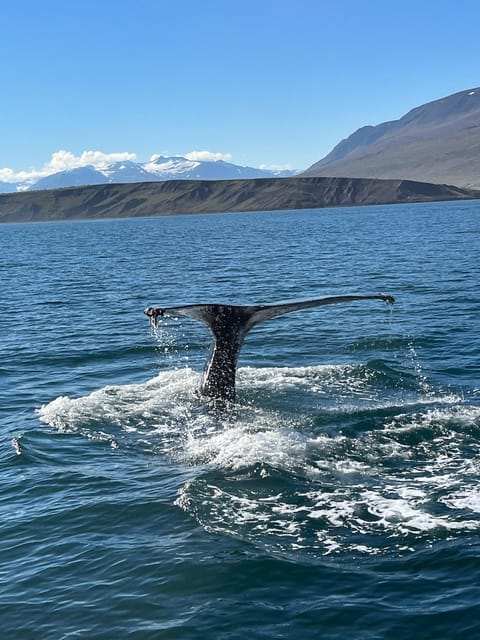 Hauganes: Whale Watching North Iceland - Finding humpbacks without crowding them