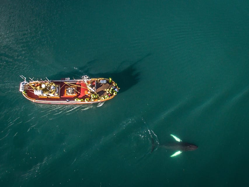 Hauganes: Whale Watching North Iceland - How the timing works