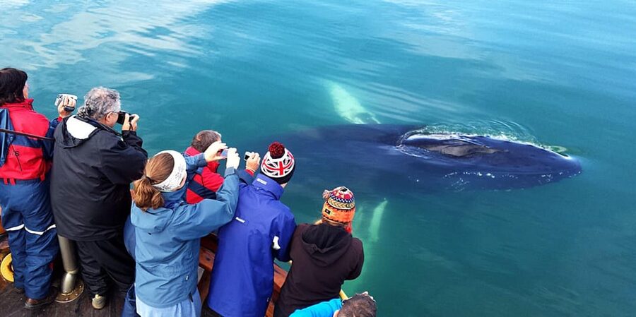 Hauganes: Whale Watching North Iceland - Who should book this Hauganes outing