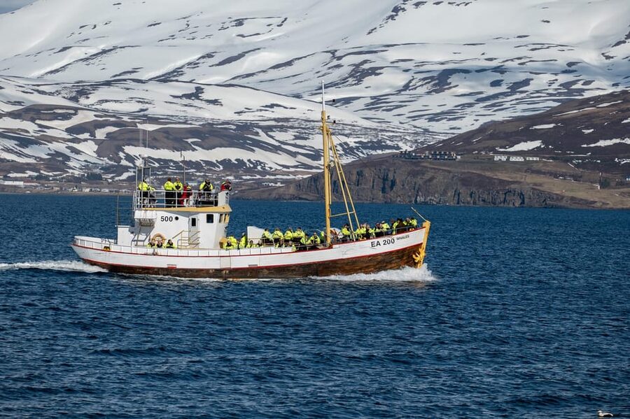 Hauganes: Whale Watching North Iceland - Booking details that matter