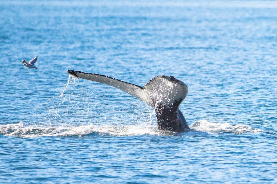 Hauganes: Whale Watching North Iceland - Setting out on a 30-minute fjord cruise