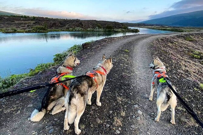 Hiking with Husky in Akureyri (private) - Meeting the huskies at a North Iceland home