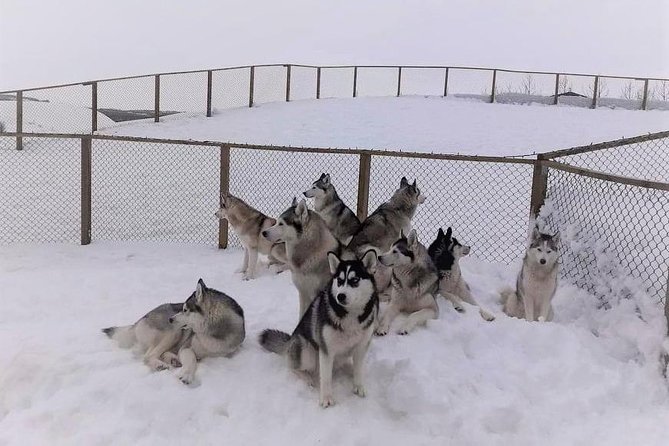 Hiking with Husky in Akureyri (private) - Coffee and conversation inside the farmhouse
