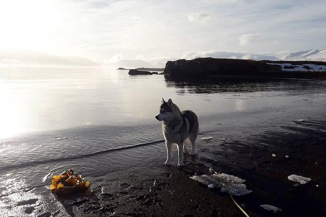 Hiking with Husky in Akureyri (private) - The husky-led walk through woods and countryside