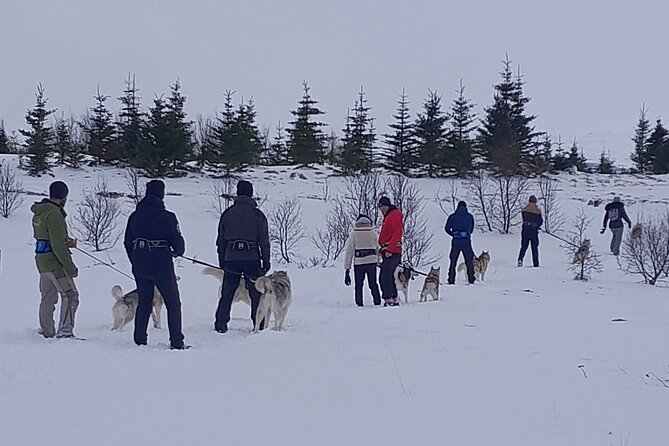 Hiking with Husky in Akureyri - Choosing a husky and setting out on the trail