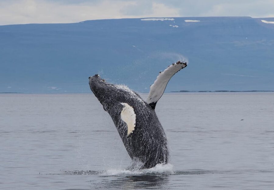 Hólmavík: Whale Watching Tour - Key points before you book