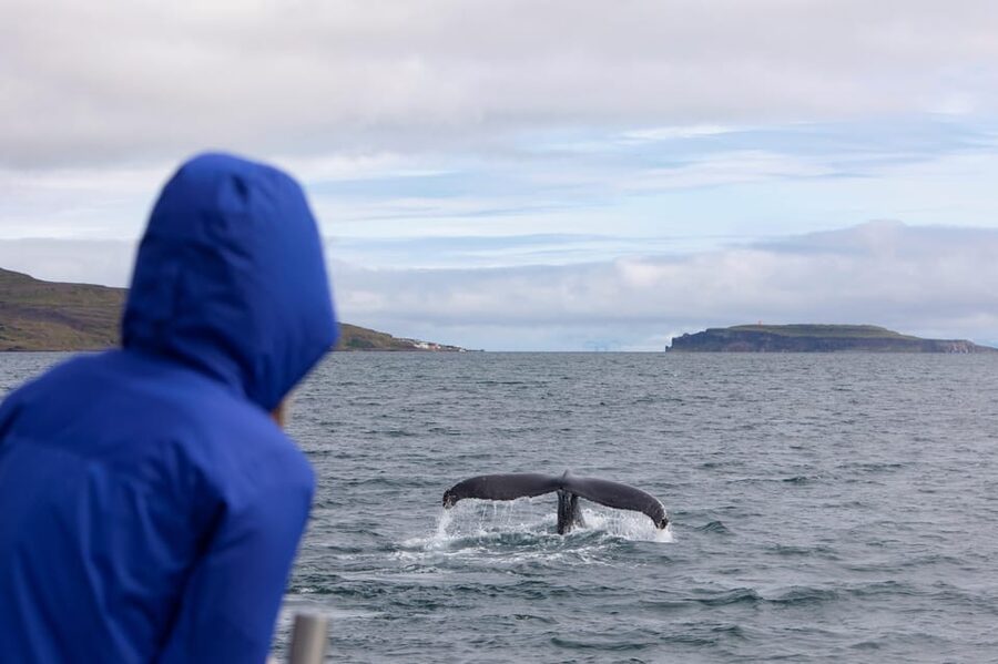 Hólmavík: Whale Watching Tour - What the guide team adds