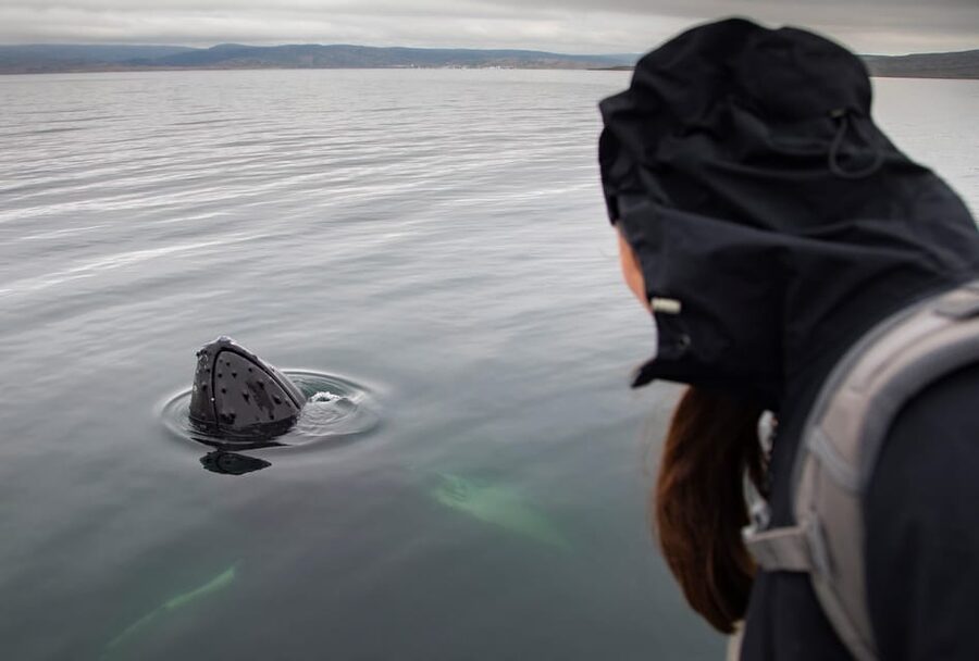 Hólmavík: Whale Watching Tour - Price, value, and the small-group question