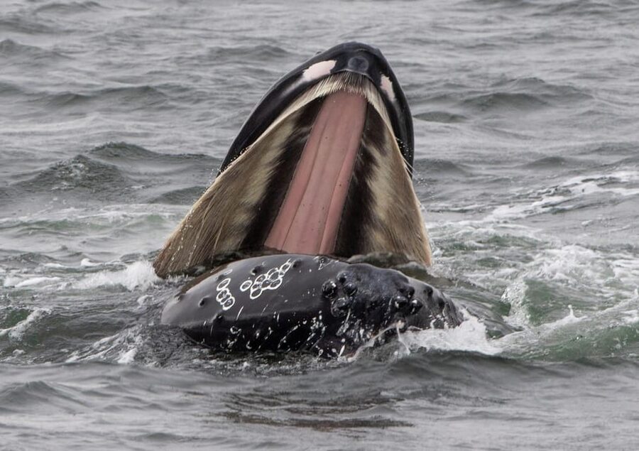 Hólmavík: Whale Watching Tour - Other whales, dolphins, and rare visitors