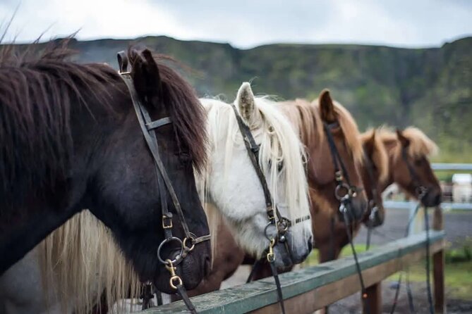 Horse Riding Tour in Reykjadalur (Smoky Valley)-All Riding Levels - Key points before you saddle up