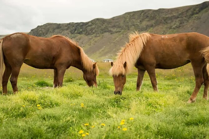 Horse Riding Tour in Reykjadalur (Smoky Valley)-All Riding Levels - Riding a five-gaited Icelandic horse in Reykjadalur