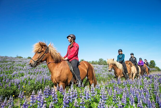 Horseback Riding Tour in Iceland - The 50-minute ride: what you will actually do