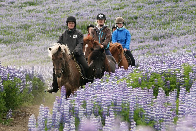 Horseback Riding Tour in Iceland - Price, duration, and the question of value