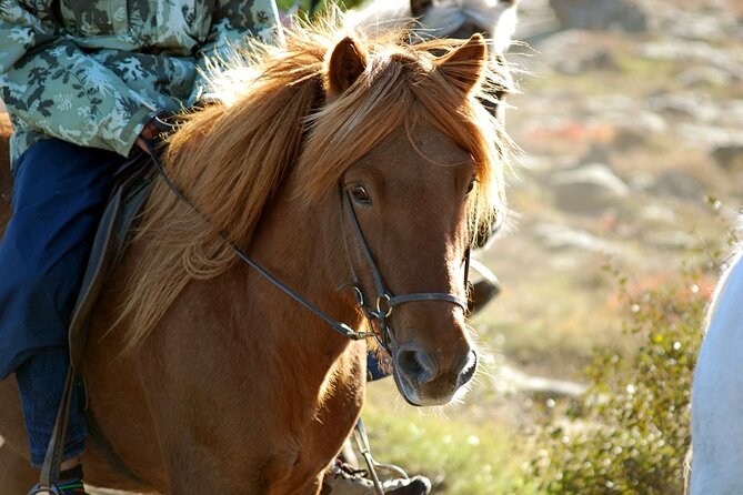 Horseback Riding Tour in Iceland - What happens at Ishestar Horse Riding Centre