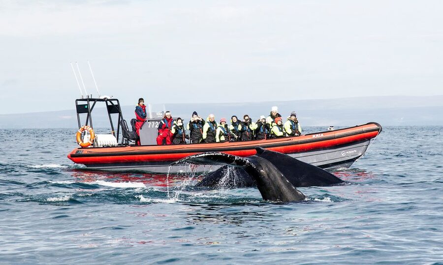 Húsavík: Big Whales and Puffin Island Speedboat Tour - Key points to know before you book