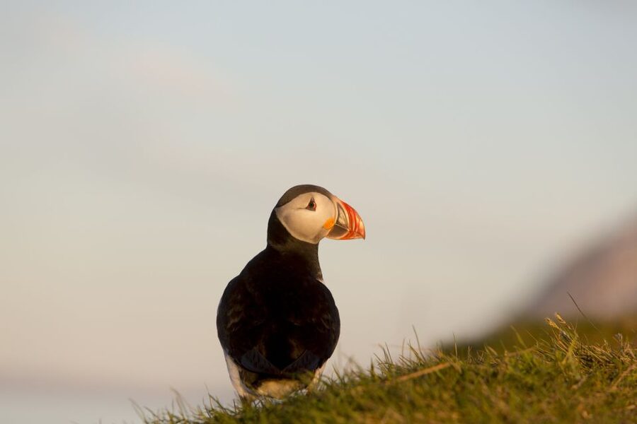 Húsavík: Big Whales and Puffin Island Speedboat Tour - Should you book the Big Whales and Puffin Island RIB?