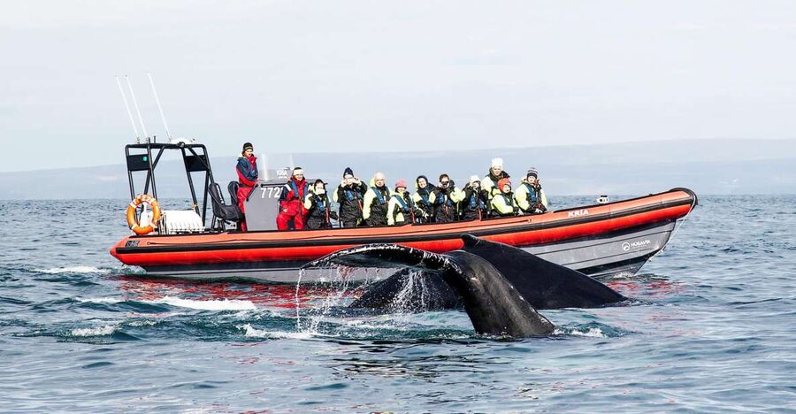 Húsavík: Big Whales and Puffin Island Speedboat Tour - Why the RIB makes a difference in Skjálfandi Bay