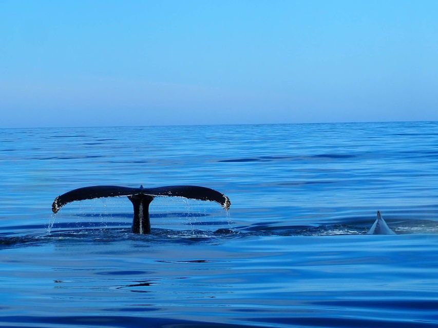 Húsavík: Big Whales and Puffin Island Speedboat Tour - Lundey Island and its summer puffins