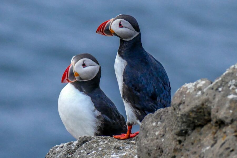 Húsavík: Big Whales and Puffin Island Speedboat Tour - Whale watching with room to react