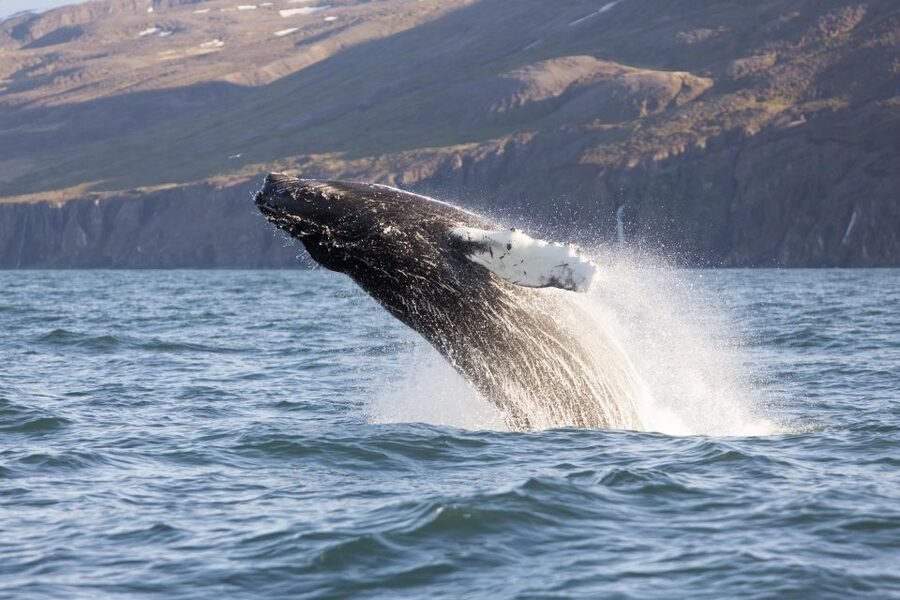Húsavík: Big Whales and Puffin Island Speedboat Tour - What the ride feels like in real conditions