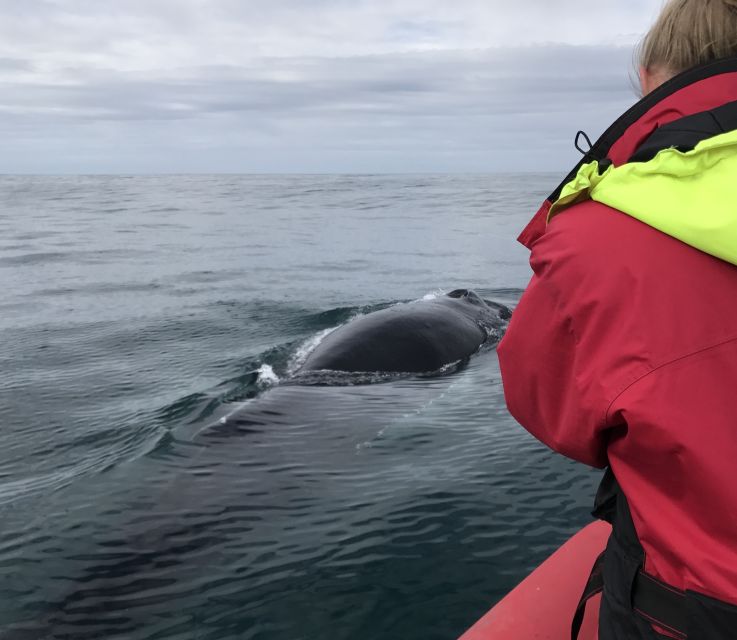 Húsavík: Big Whales and Puffin Island Speedboat Tour - Guides, wildlife lessons, and the human touch