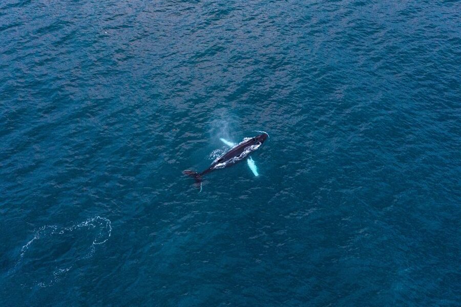 Húsavík: Big Whales and Puffin Island Speedboat Tour - Is $198 a fair price?