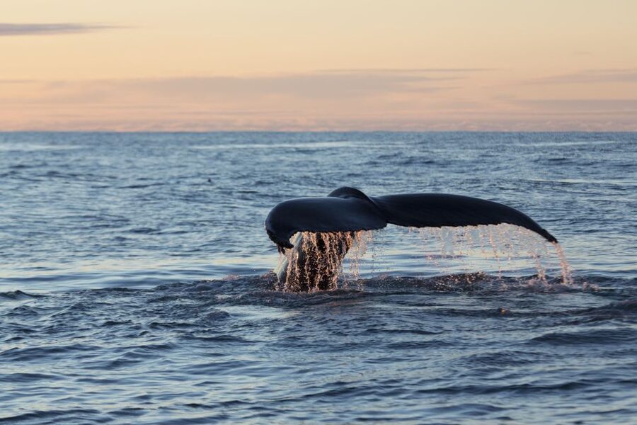 Húsavík: Big Whales and Puffin Island Speedboat Tour - Who should book this Húsavík tour?