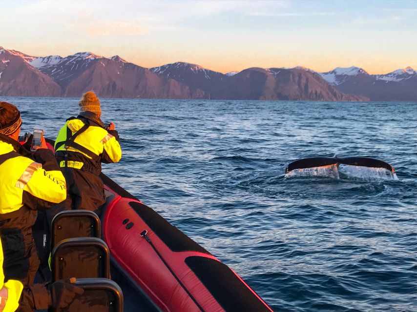 Húsavík: Big Whales and Puffin Island Speedboat Tour - Starting across Skjálfandi Bay