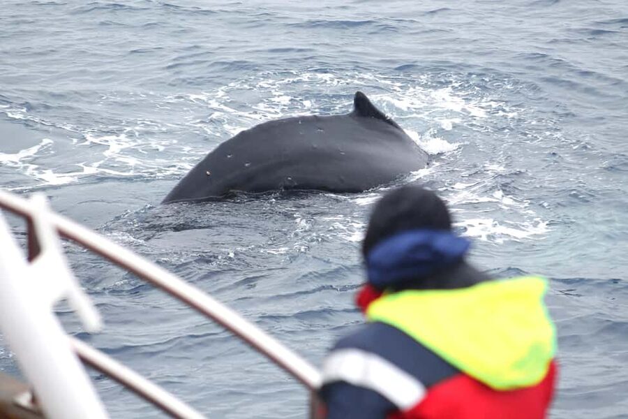 Húsavík: Family-Run and Guided Whale Watching Tour - Key points to know before sailing