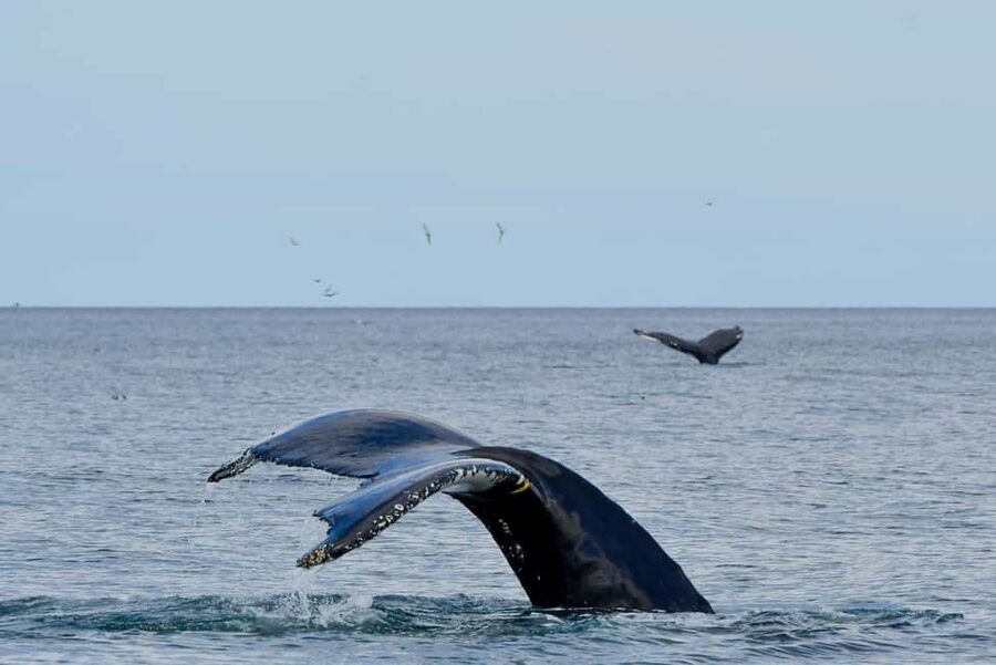 Húsavík: Family-Run and Guided Whale Watching Tour - FAQ