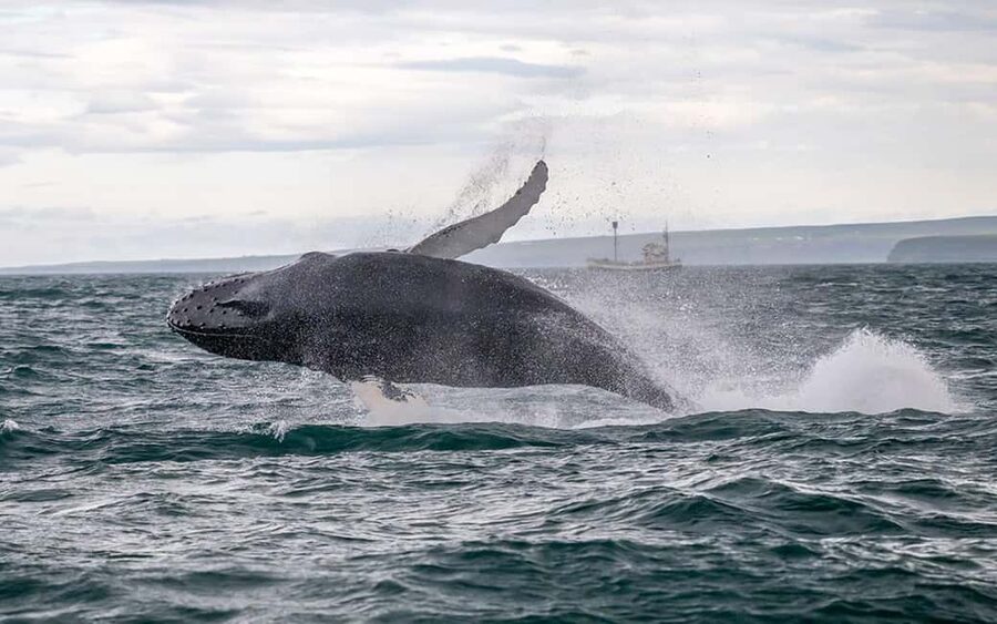 Húsavík: Family-Run and Guided Whale Watching Tour - Setting out from Húsavík’s harbor