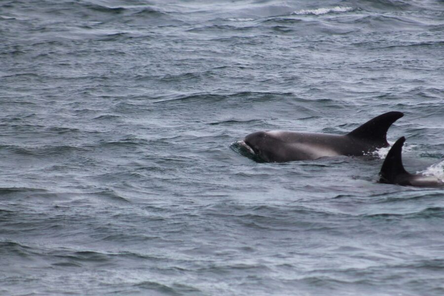 Húsavík: Family-Run and Guided Whale Watching Tour - Guides who make the difference