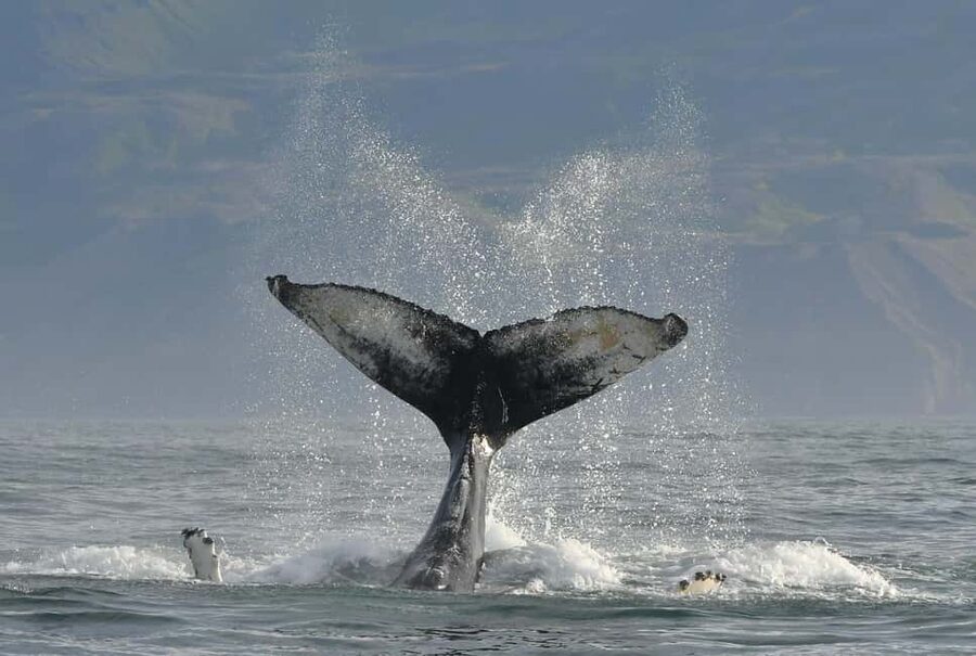 Húsavík: Family-Run and Guided Whale Watching Tour - Should you book Friends of Moby Dick?