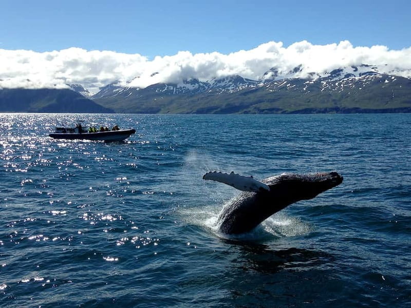 Húsavík: Original Big Whale Safari & Puffins by Speedboat - Should you book the Gentle Giants RIB safari?