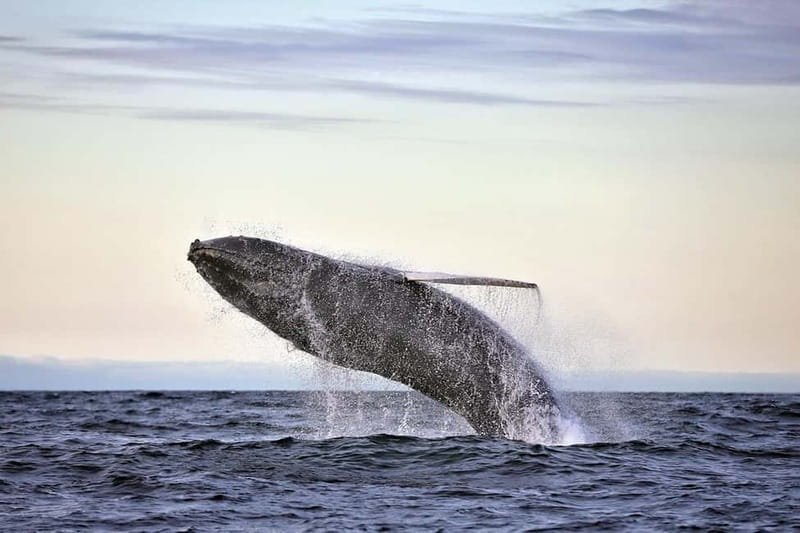 Húsavík: Original Big Whale Safari & Puffins by Speedboat - Leaving Húsavík for Skjálfandi Bay